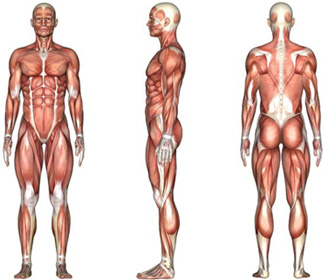 muscle anatomy for massage therapy